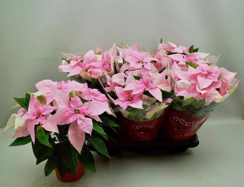 <h4>EUPHOR P PRI PINK</h4>
