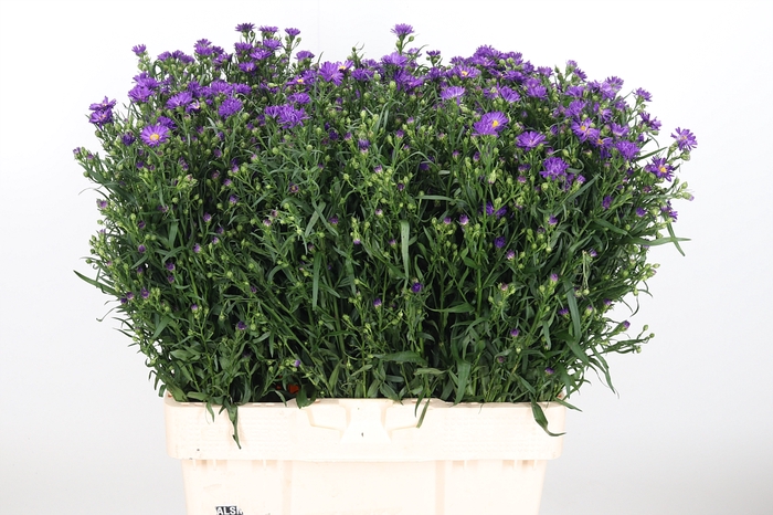 <h4>Aster Purple Monarch</h4>