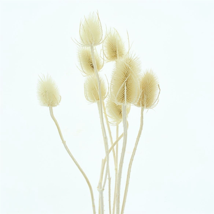 <h4>Dried Echinops Bleached White (10st)</h4>