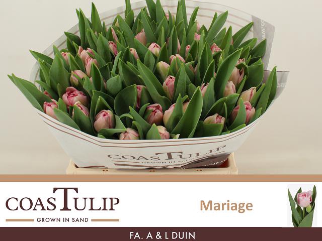 <h4>Tulipa do mariage</h4>