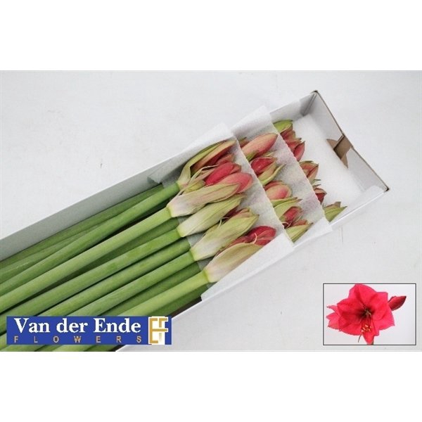 <h4>Hippeastrum isabella</h4>