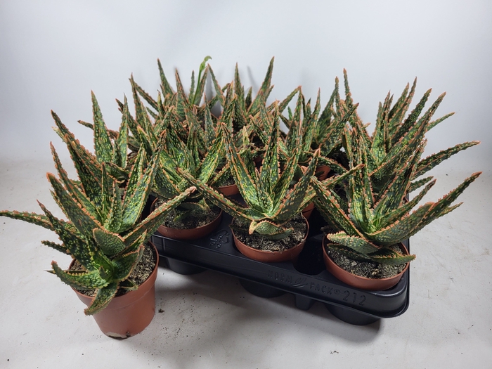 <h4>Aloe Ov</h4>