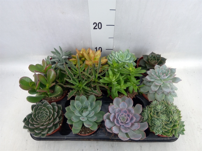 <h4>Succulents   ...</h4>