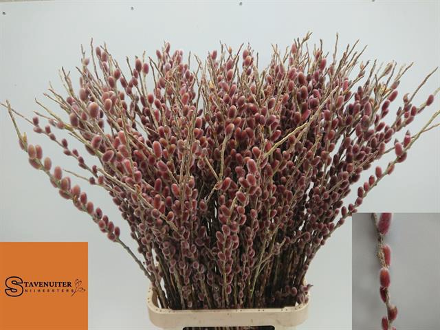 <h4>Salix red passion</h4>