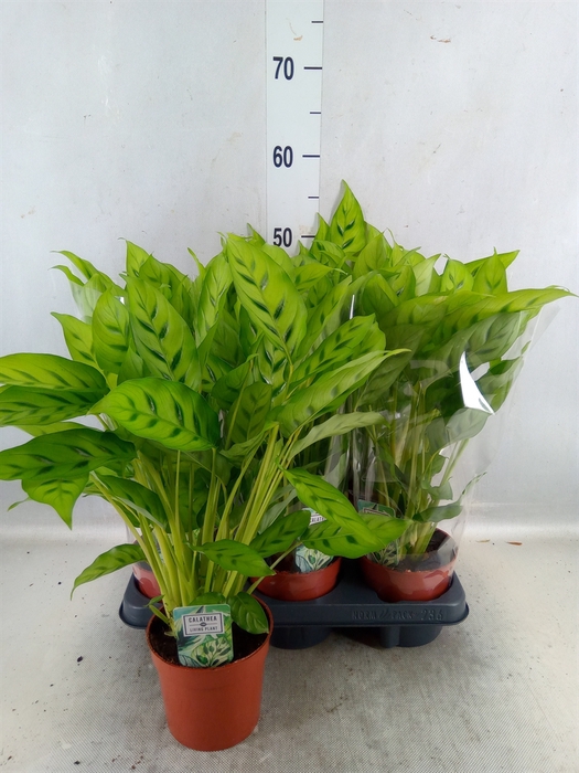<h4>Calathea Leopardina</h4>