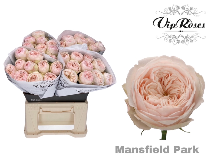 Vip Roses Webshop