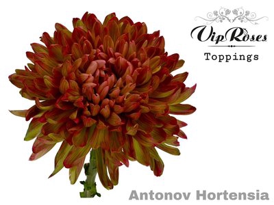 <h4>Chrys bl paint antonov hortensia</h4>