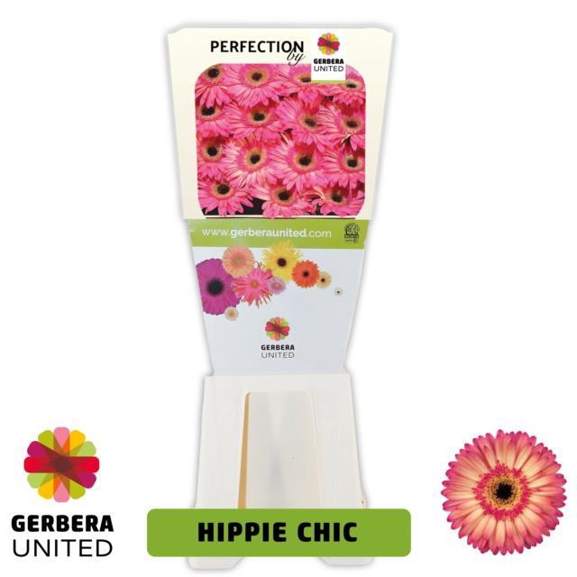 <h4>Gerbera diamond hippie chic</h4>