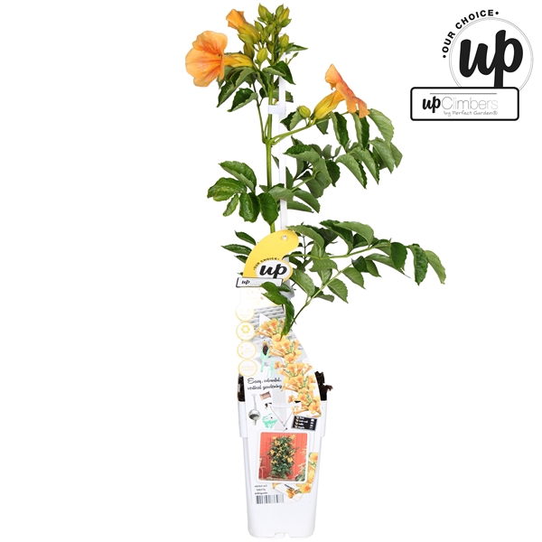 <h4>Campsis Summer Jazz Gold Trumpet P15</h4>