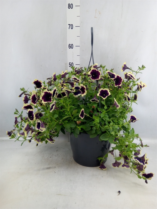 <h4>Petunia ...</h4>