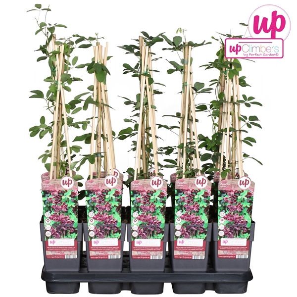 <h4>Akebia quinata P15</h4>