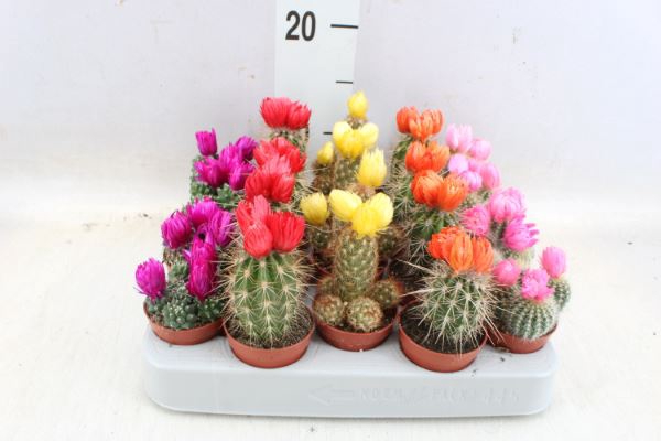 <h4>Cactus ...decorated</h4>