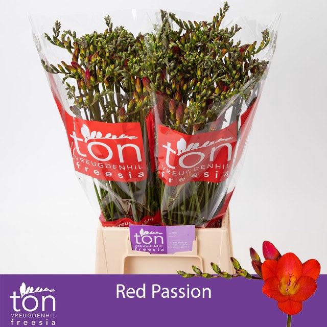 <h4>Freesia si red passion</h4>