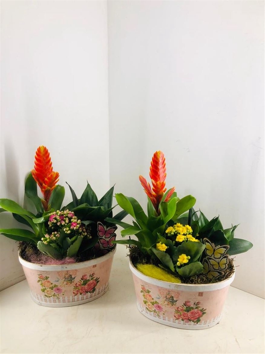 <h4>Arr (6) Playwood Ovaal Roses</h4>