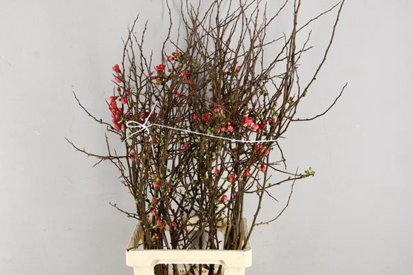 <h4>Chaenomeles Japonica Rood</h4>