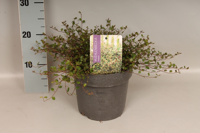 vaste planten 19 cm  Muehlenbeckia