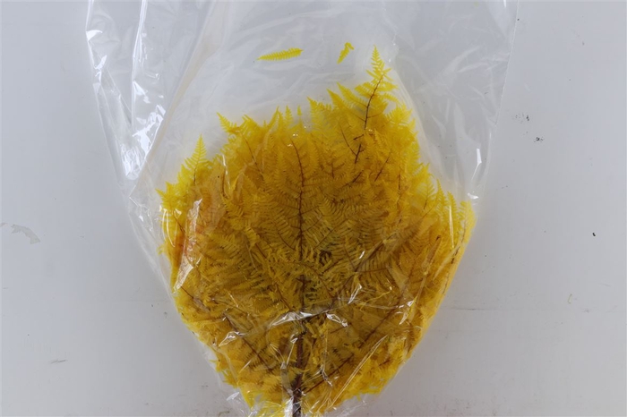<h4>Pres Bracken Fern 10pc Yellow Bunch</h4>