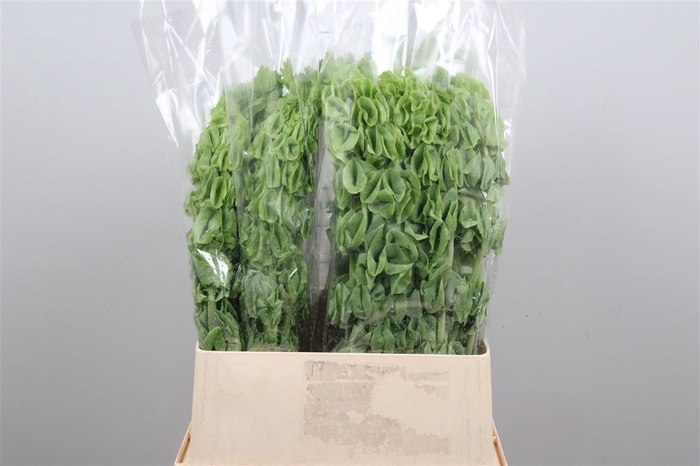 <h4>Moluccella</h4>
