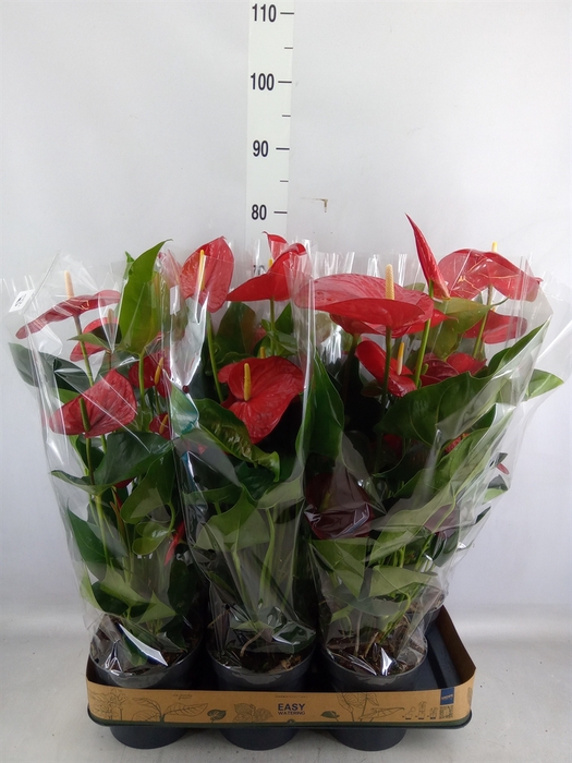 <h4>Anthurium andr. 'Minnesota'</h4>