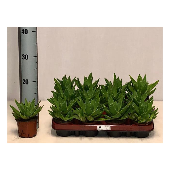 <h4>Aloe Perfoliata (Cites) 9Ø 15cm</h4>