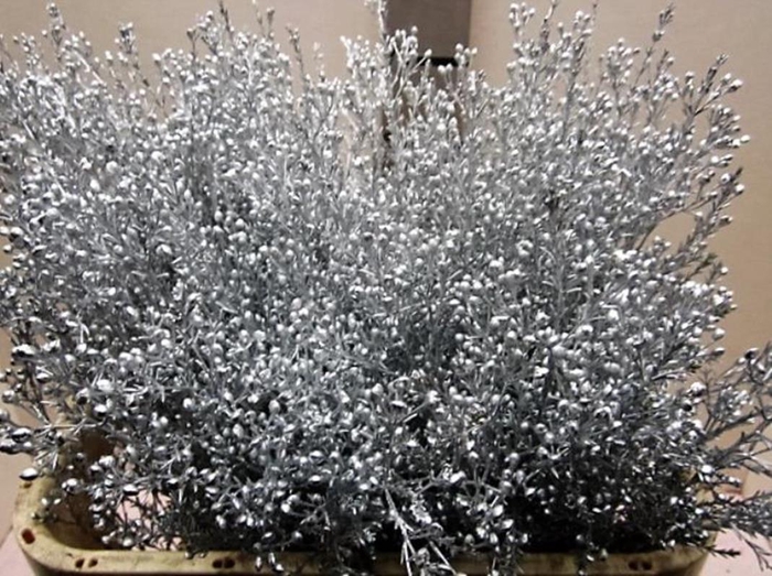 <h4>Chame Zilver / Glitter</h4>