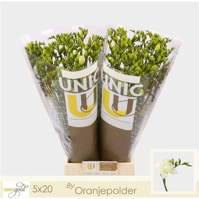 <h4>Freesia do volante</h4>