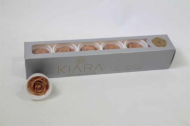 <h4>Preserved rosa nude</h4>