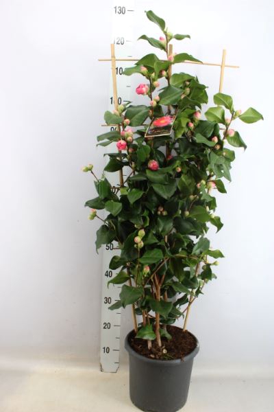 <h4>Camellia Japonica 'dr King'</h4>
