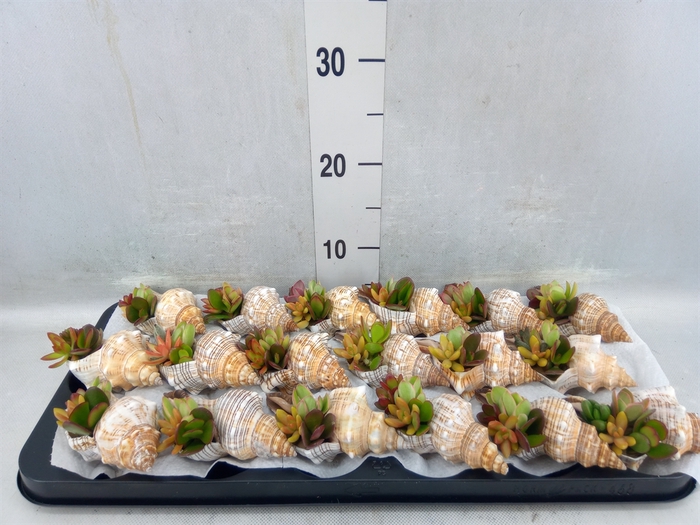 <h4>Planten ..in Schelp L%</h4>