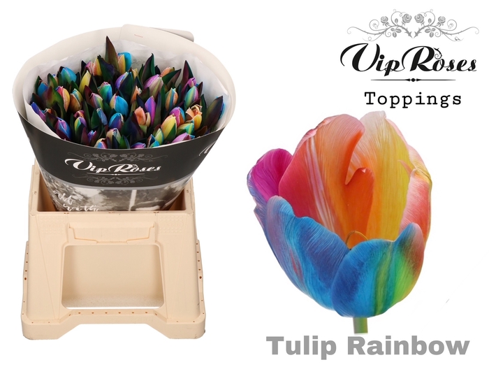 <h4>Tulipa si paint rainbow</h4>