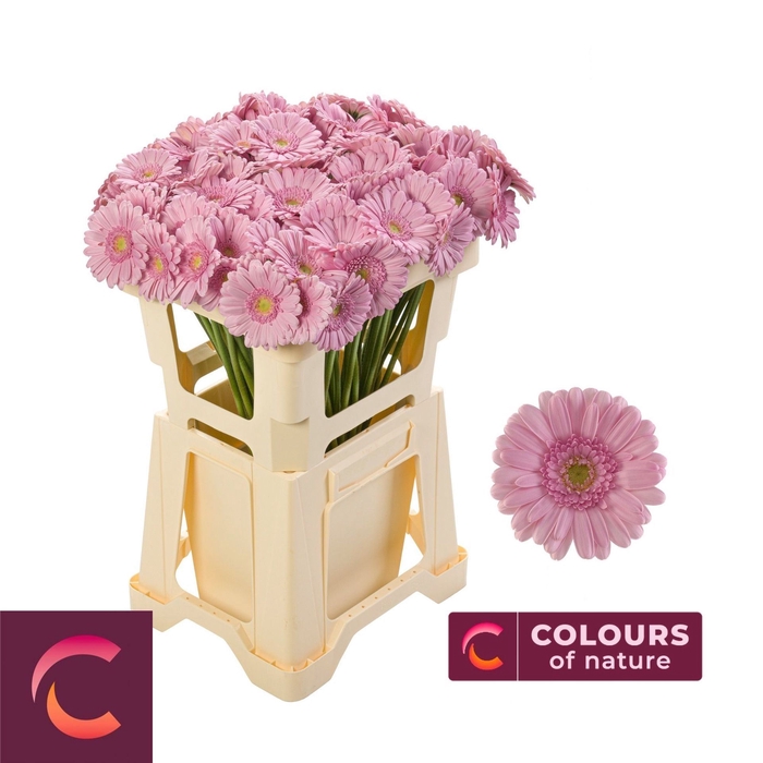 <h4>GERBERA MINI. KIMSEY</h4>