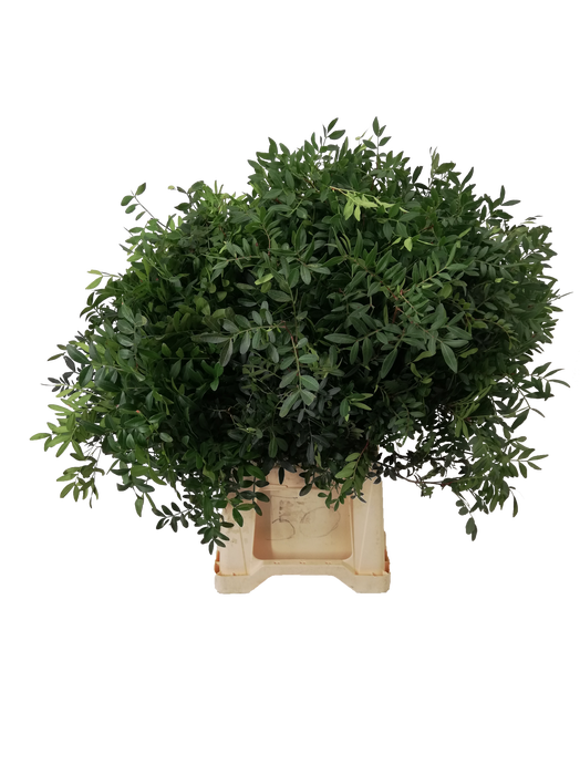 <h4>PISTACIA 50CM ZWARTE EMMER</h4>