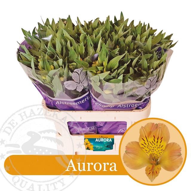 <h4>ALSTR AURORA</h4>