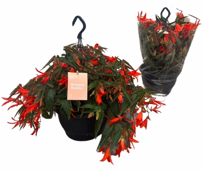 <h4>Begonia (Tub. Bonfire</h4>
