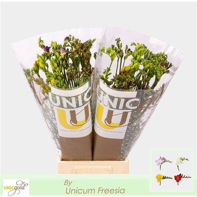 <h4>Freesia si mix in bunch</h4>
