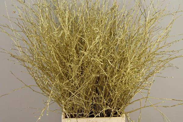 <h4>Betula Bs Paint Gold Fst</h4>