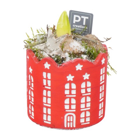 <h4>PTHCC8654 Arrangementen Kerst</h4>