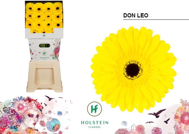 <h4>Gerbera diamond don leo</h4>