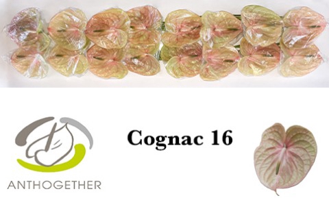 <h4>Anthurium cognac</h4>