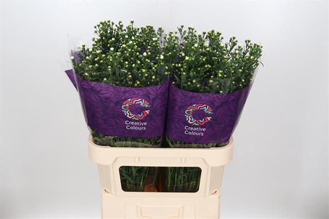 Астер pretty wendy. Pretty wendy. Pretty wendy. Pretty wendy. Wendy red flavor.