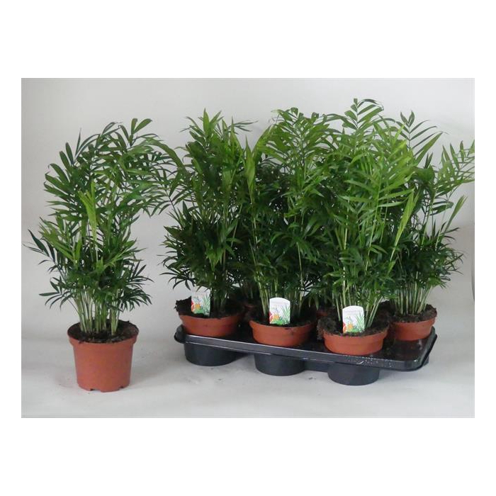 <h4>Chamaedorea elegans 15Ø 55cm</h4>