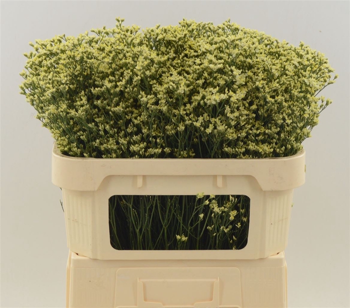 <h4>Limonium Sinense China Summer</h4>