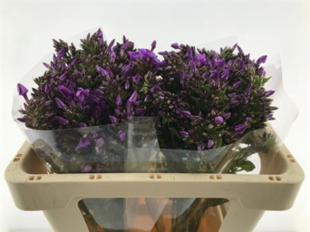 <h4>Phlox P Blue Boy</h4>