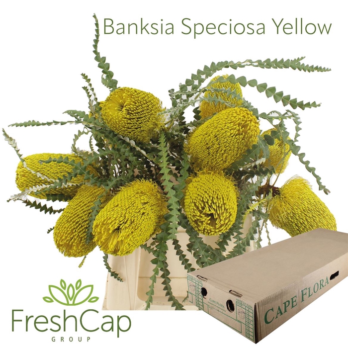 <h4>Banksia Speciosa Yellow</h4>
