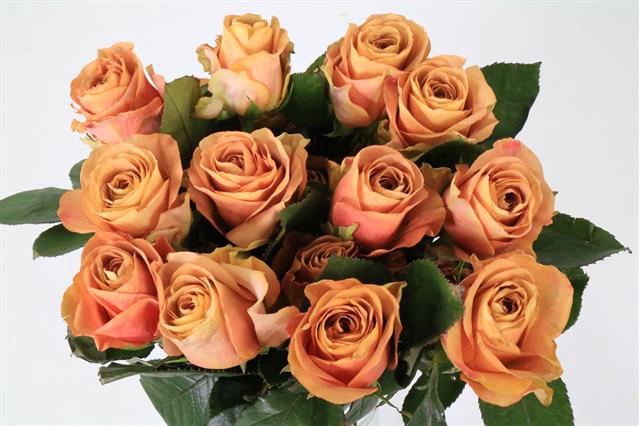 <h4>Rosa ec symbol</h4>