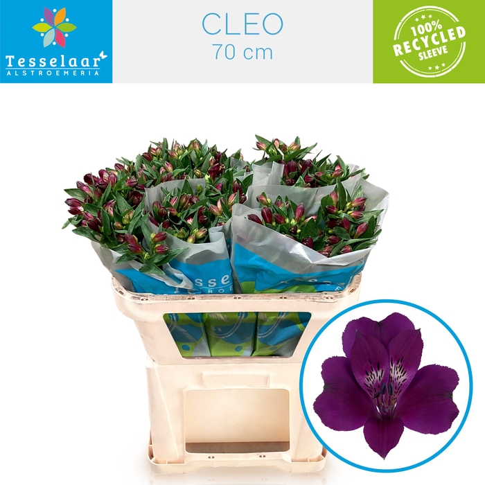 <h4>ALSTR CLEO</h4>