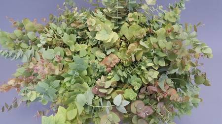<h4>Leaf eucalyptus stuartiana autunno per bunch</h4>