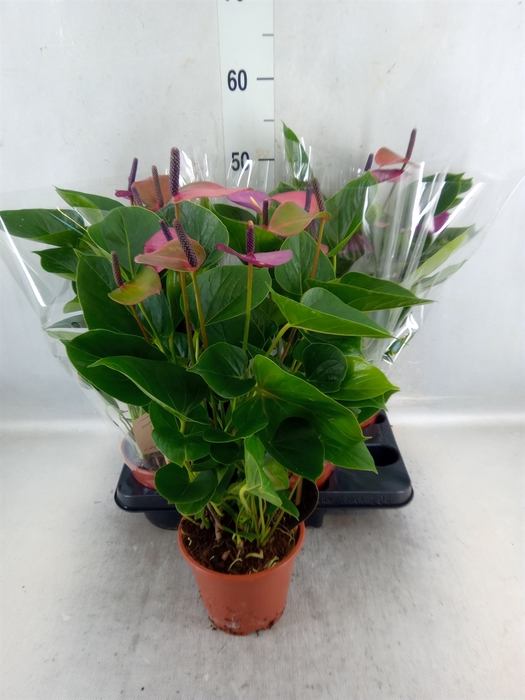 <h4>Anthurium 'baby Purple'</h4>