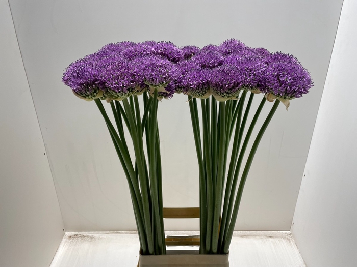 <h4>ALLIUM GLADIATOR</h4>