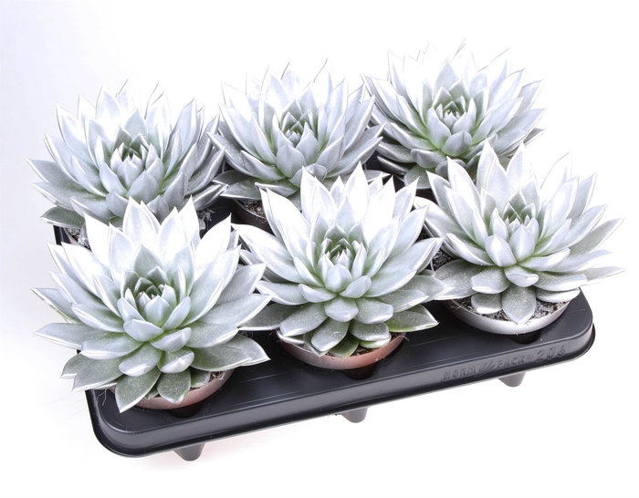 <h4>Echeveria  'Miranda'</h4>